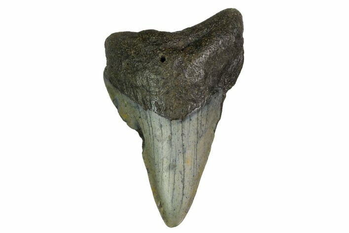 Bargain, Megalodon Tooth - North Carolina #152956